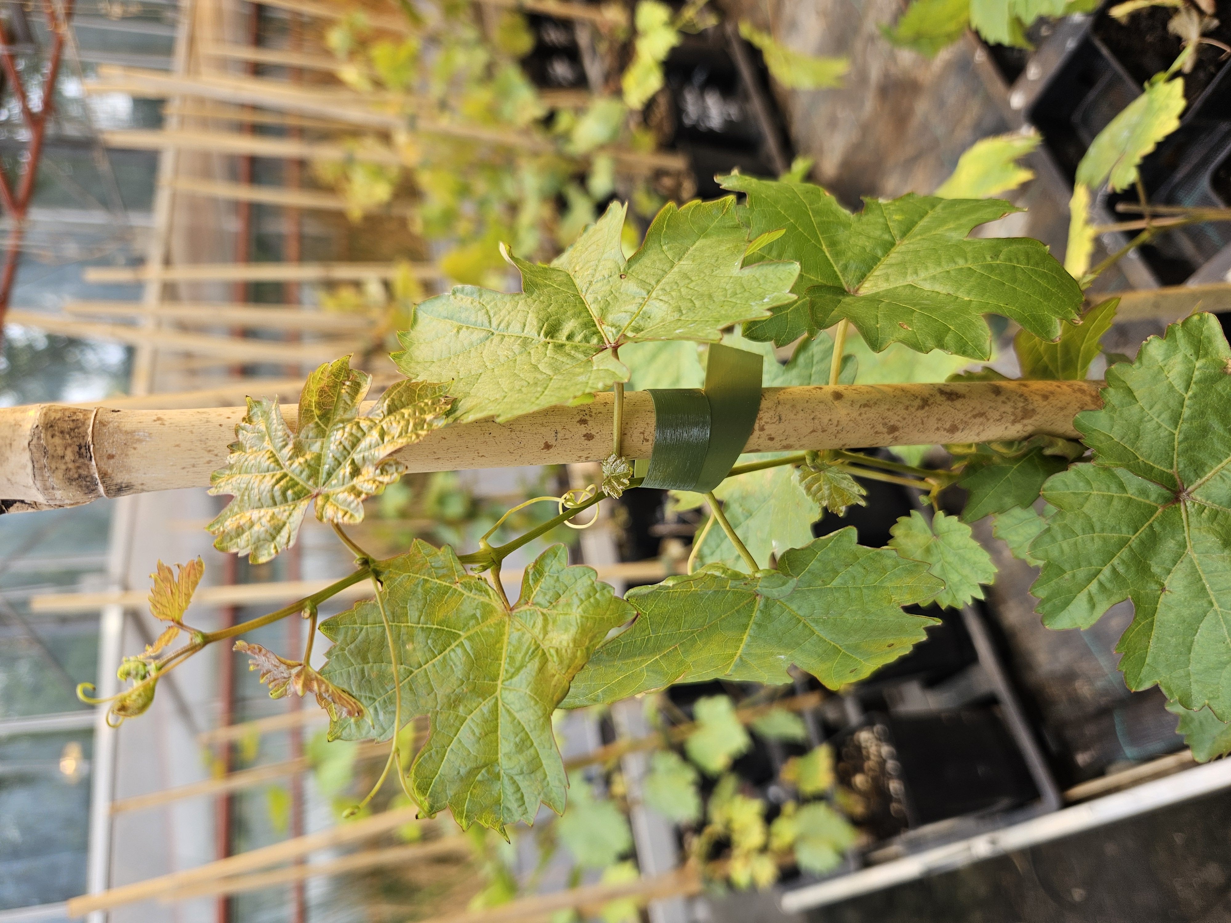 Microbiologie van de plant: rhizosfeer, endosfeer, fyllosfeer