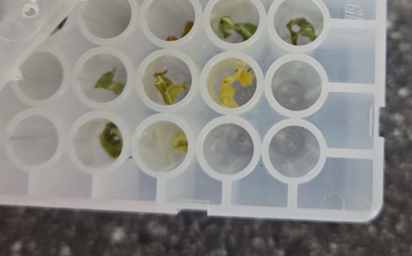 Genetische screening en merkers