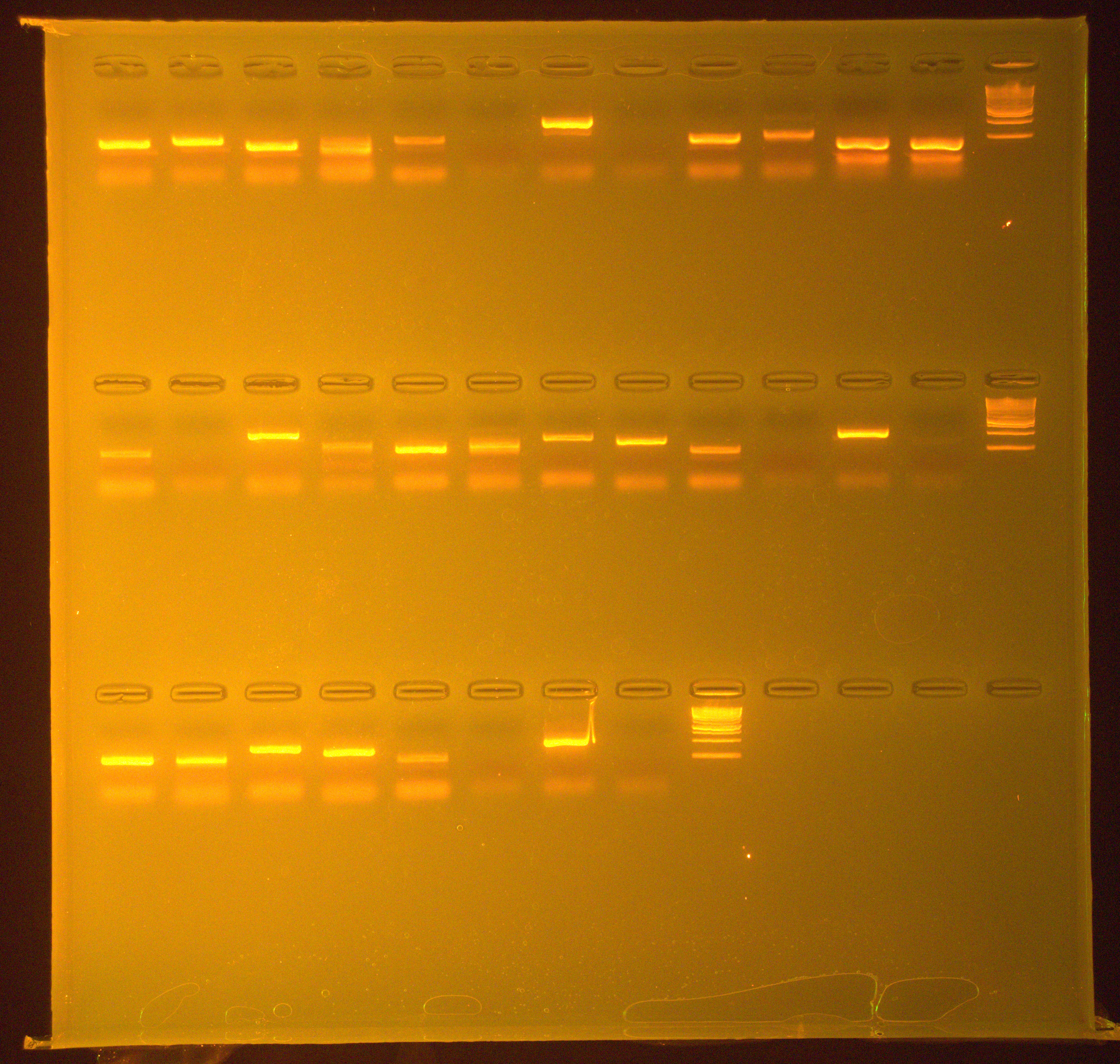 RhAmpSeq en SSR-seq merkers voor resistentie